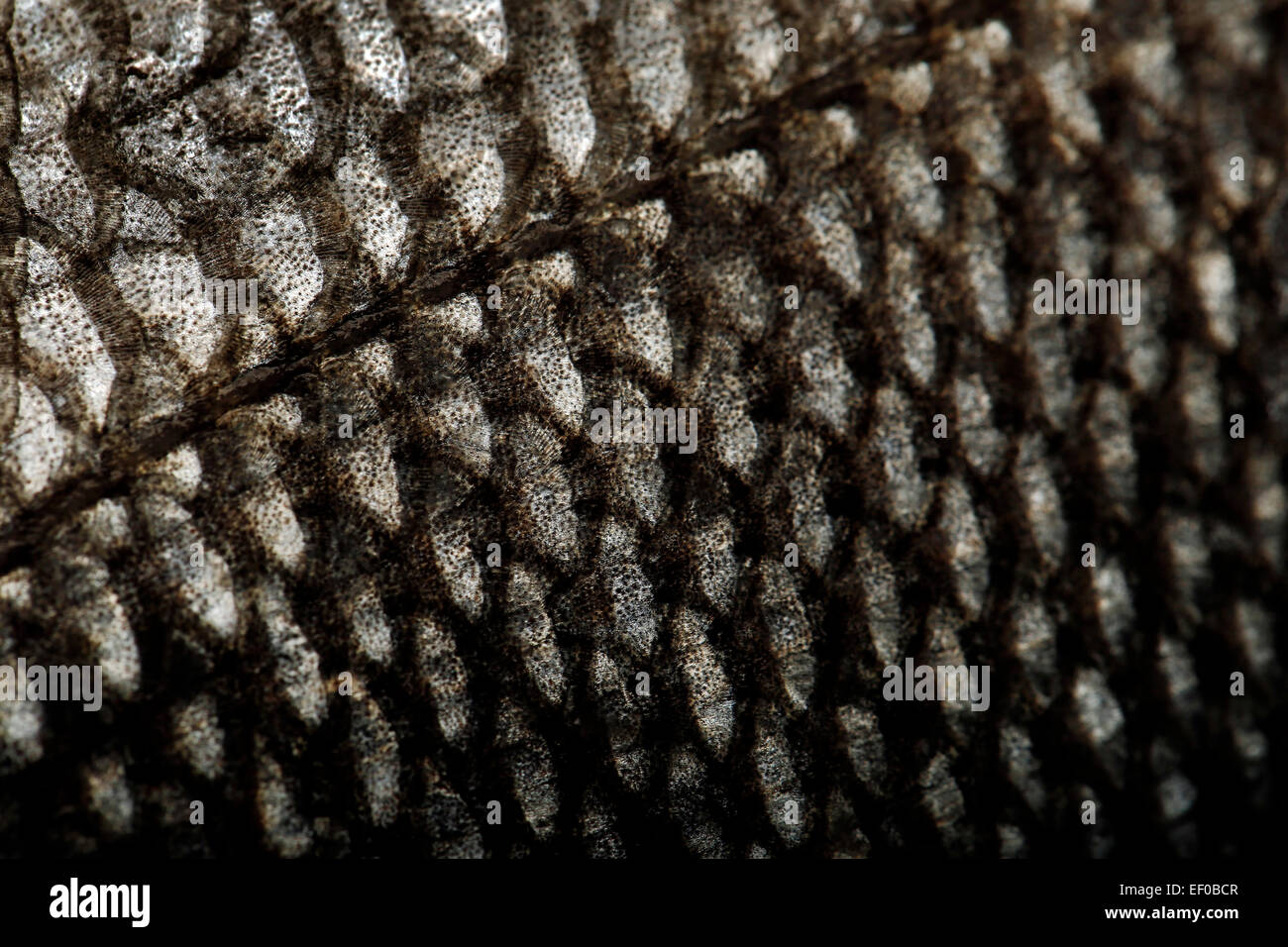 Skala von Fisch-Nahaufnahme Stockfoto