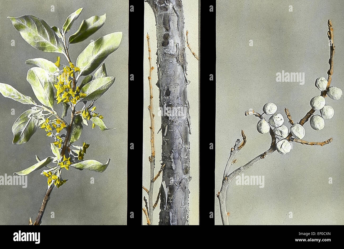 Elaeagnus Commutata & Silber Berry 153 Stockfotografie Alamy