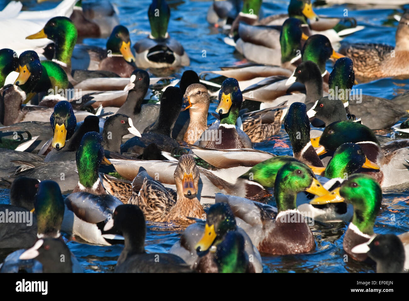 Viele Enten auf einem See. Stockfoto