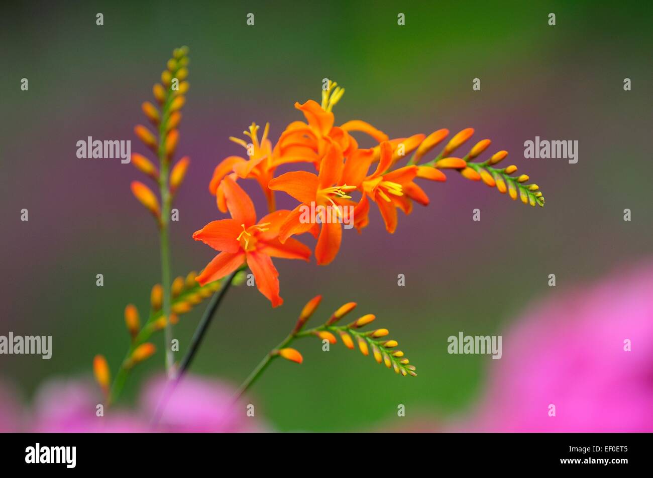 Montbretia Blume im Garten UK Stockfoto