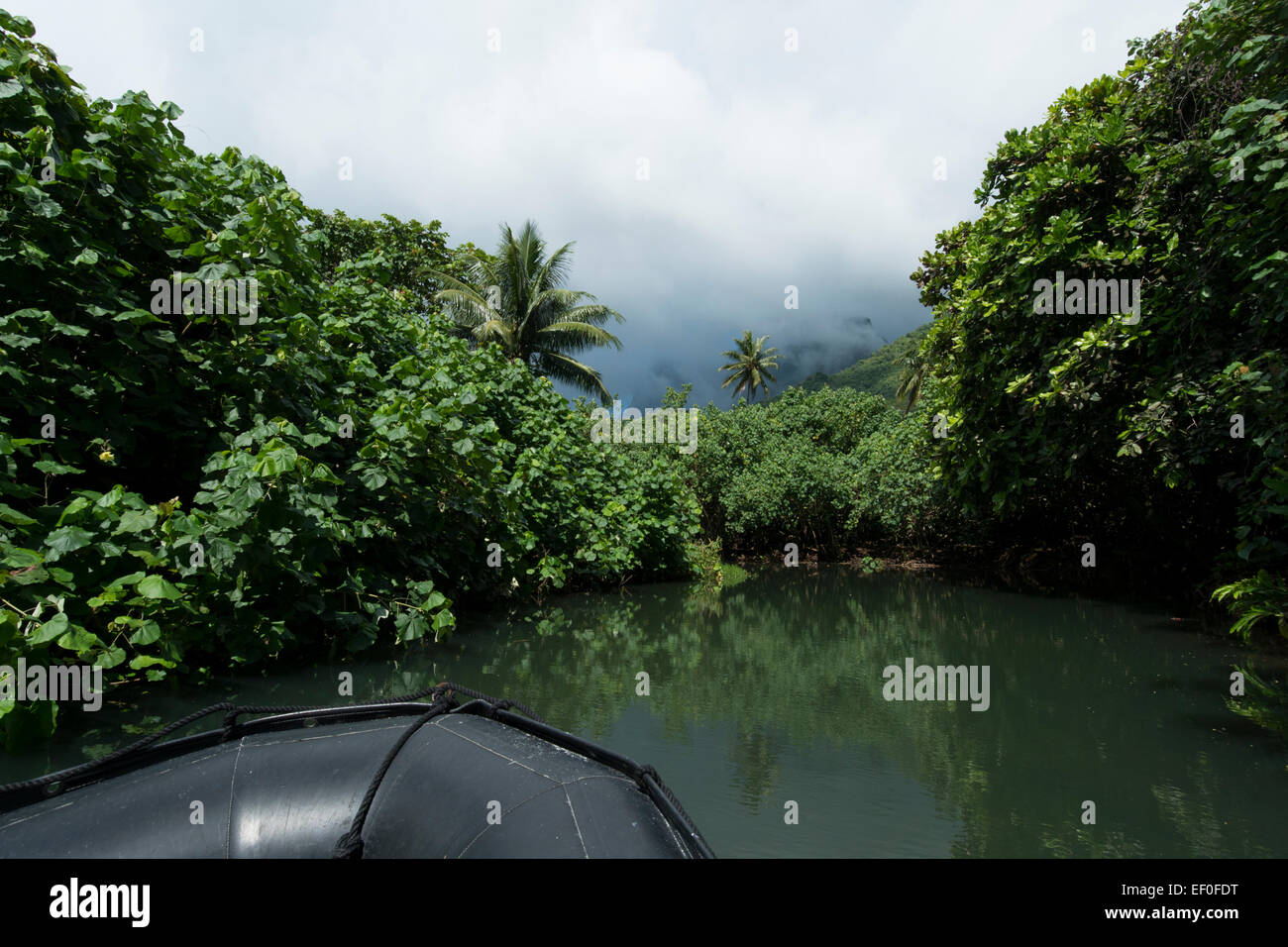 Gesellschaftsinseln, Französisch-Polynesien, Raiatea. Erkunden einen abgelegenen Fluss von Zodiac in das Innere des Raiatea von Faaroa Bay. Stockfoto