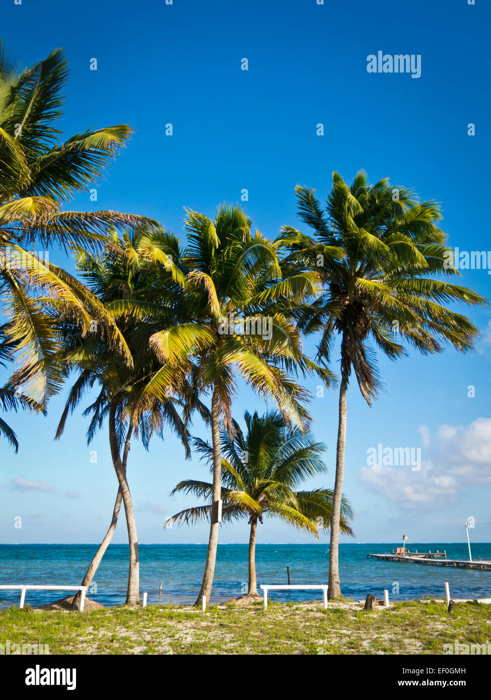 Caye Caulker Insel in Belize Stockfoto