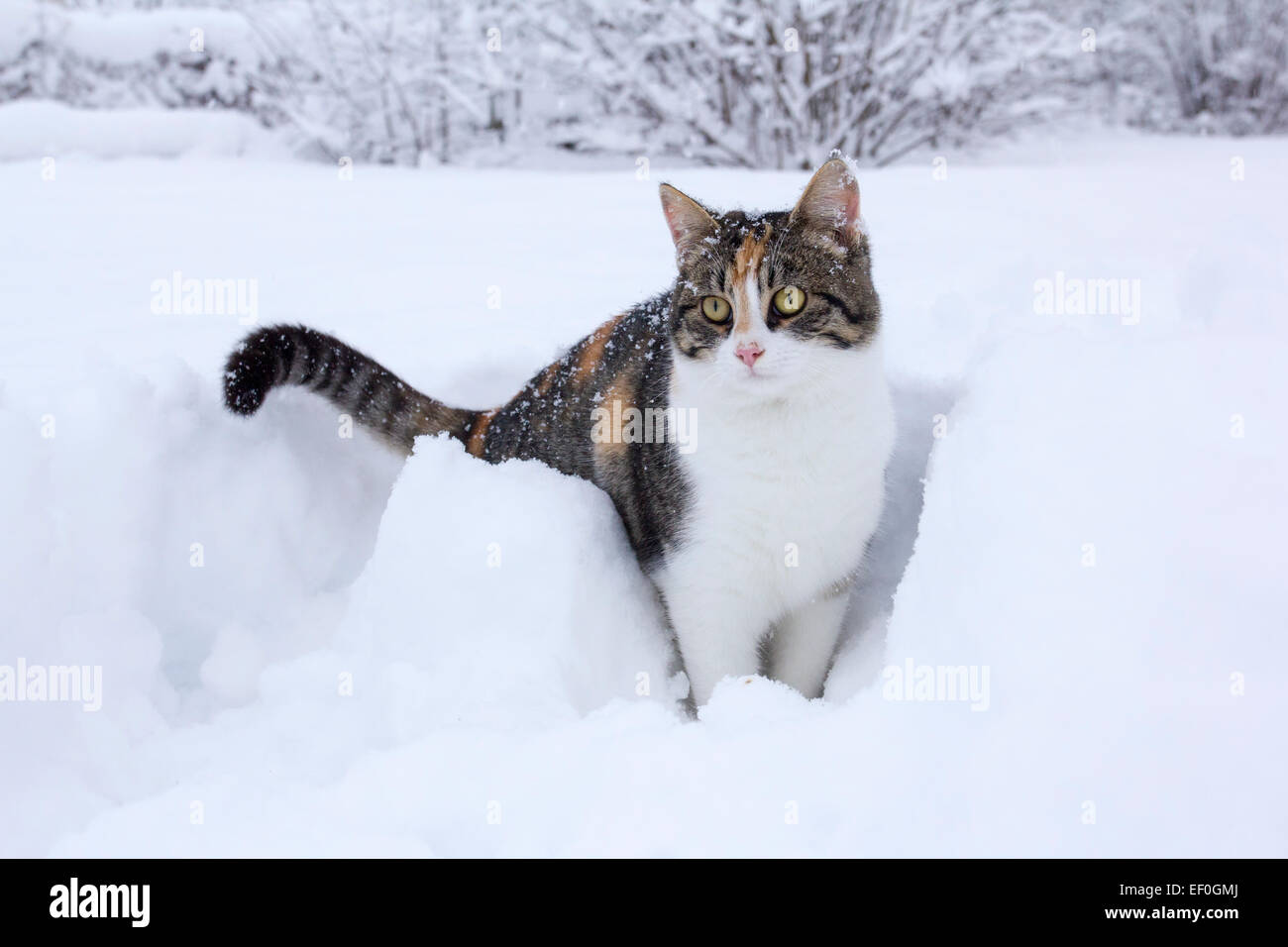 Hauskatze, die Spaß in den frischen Schnee. Stockfoto