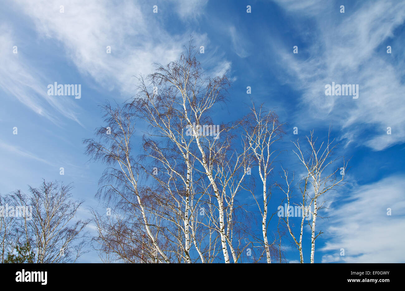 Birken vor blauem Himmel. Stockfoto