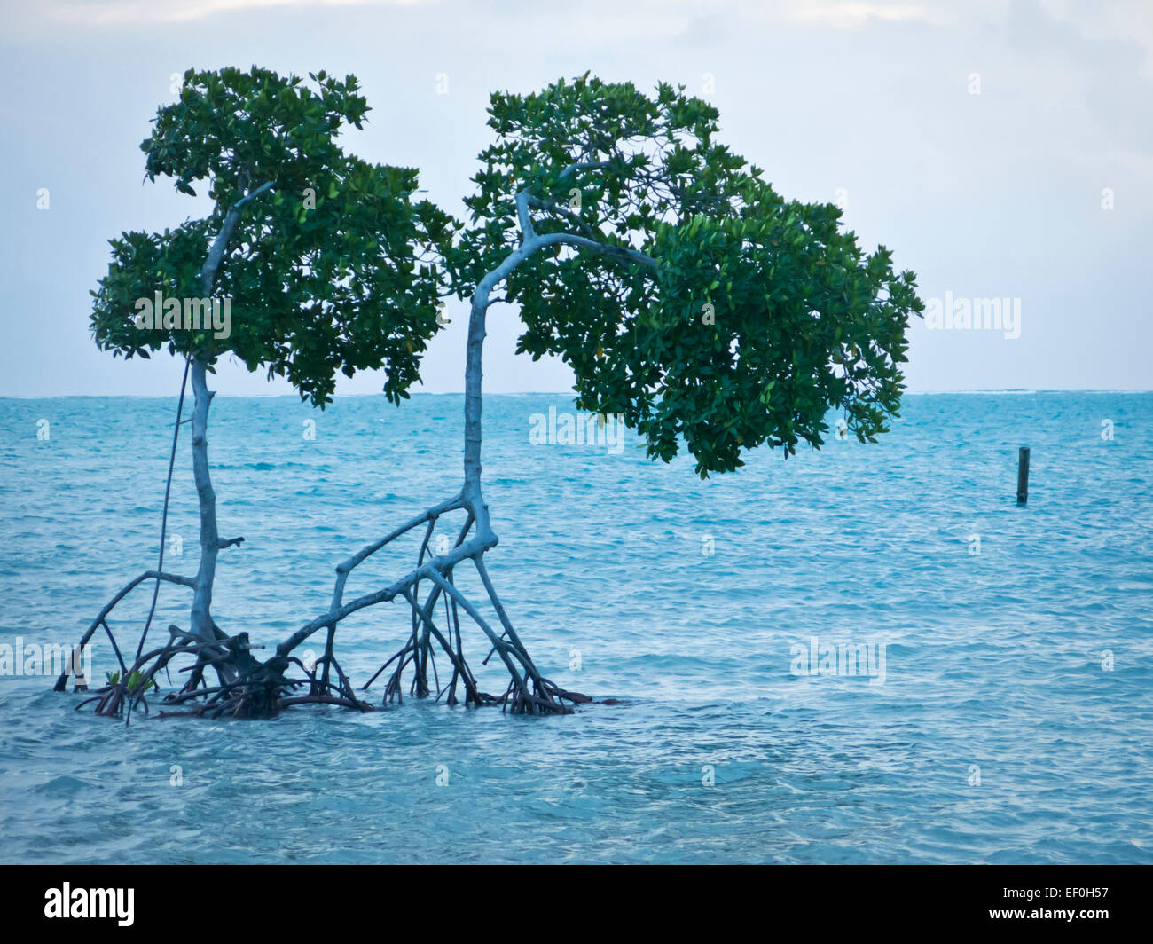 Caye Caulker Insel in Belize Stockfoto