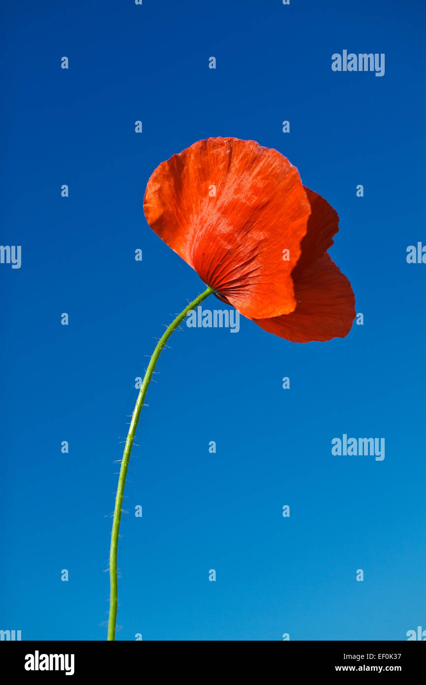 Eine Mohnblume vor blauem Himmel. Stockfoto