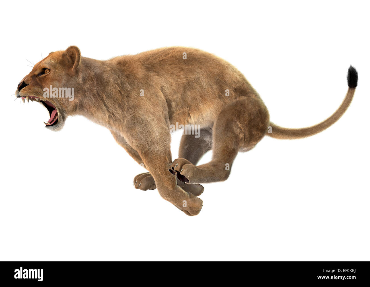 Digitale 3D Rendern eines Jagd weibliche Löwen isoliert auf weißem Hintergrund Stockfoto