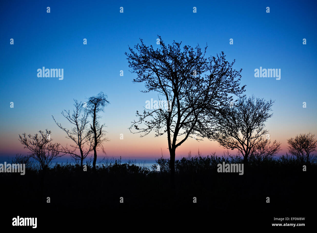 Bäume in der blauen Stunde. Stockfoto