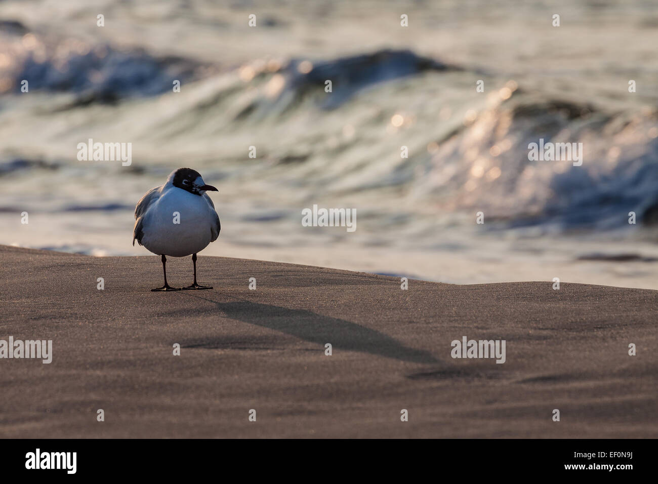 Eine Möwe am Ufer der Ostsee. Stockfoto