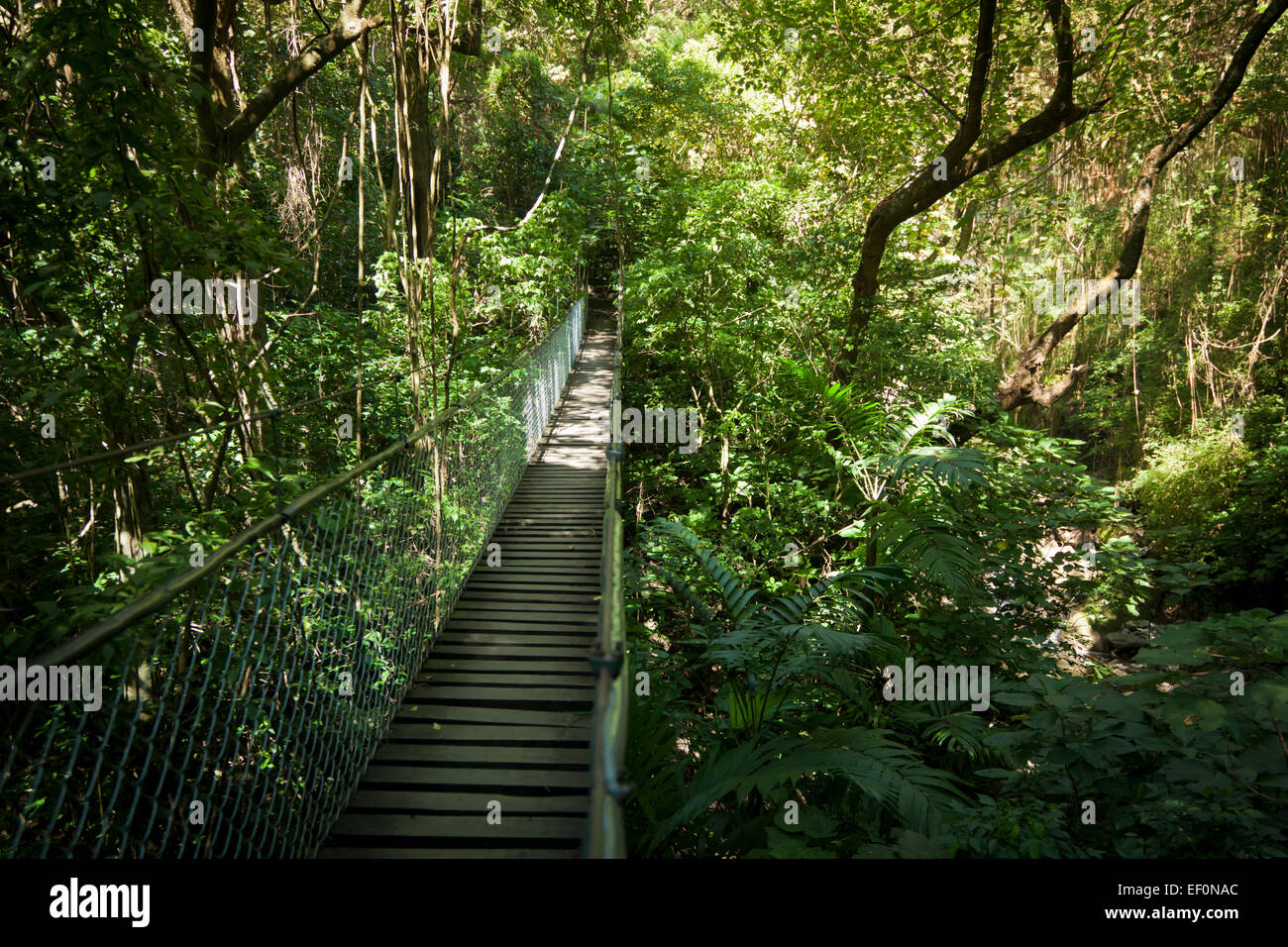 Brücke am Atitlan Butterfly Sanctuary, Panajachel, Guatemala Stockfoto