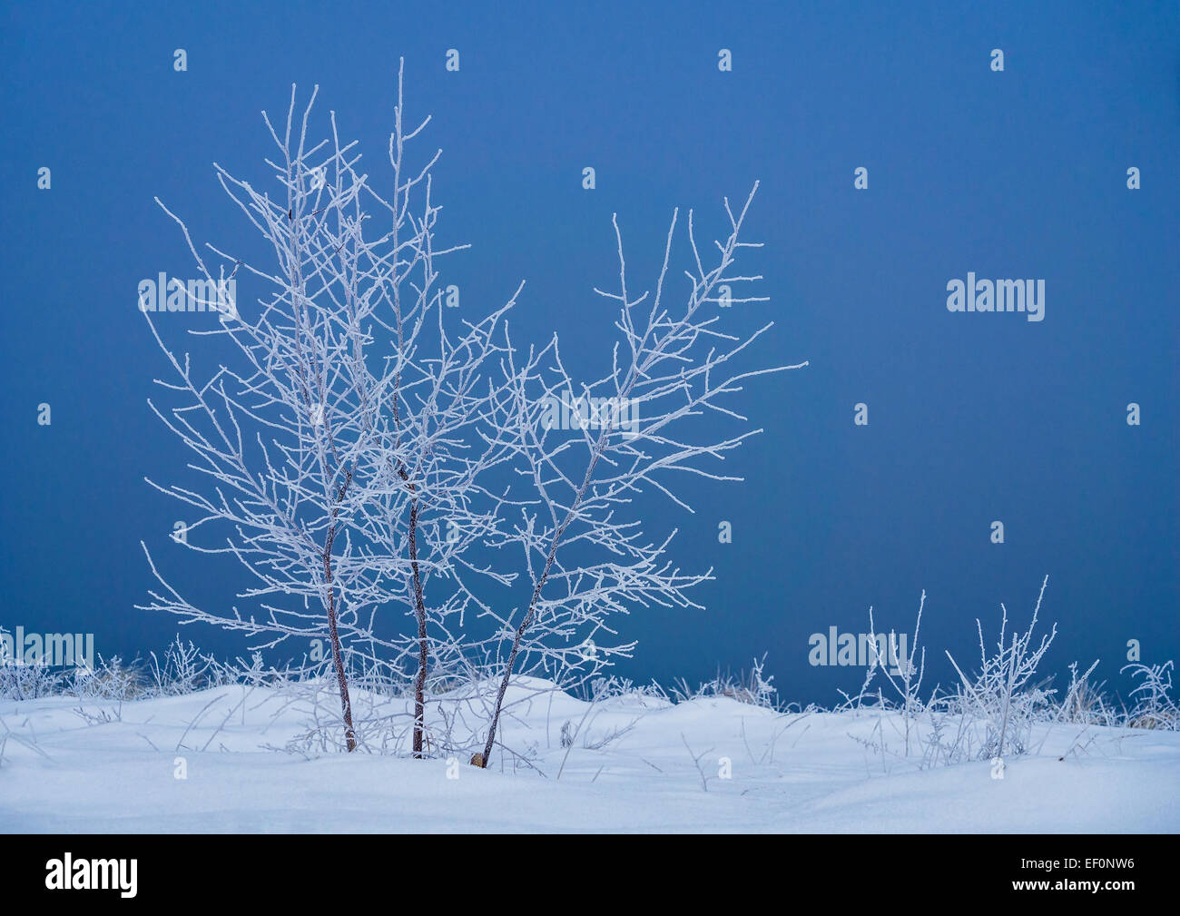 Winter am Ufer der Ostsee. Stockfoto