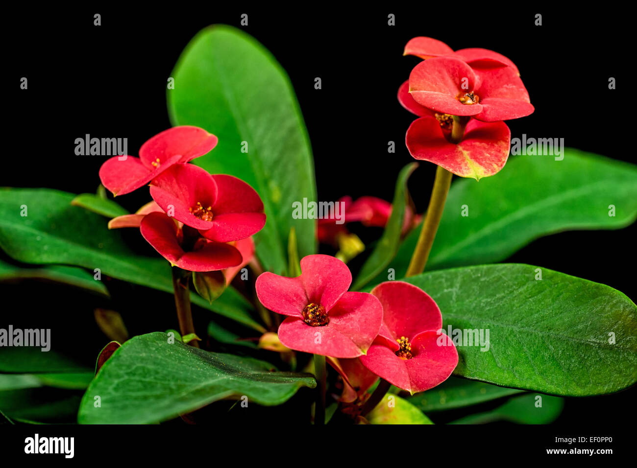 Detail einer blühenden Blume. Stockfoto