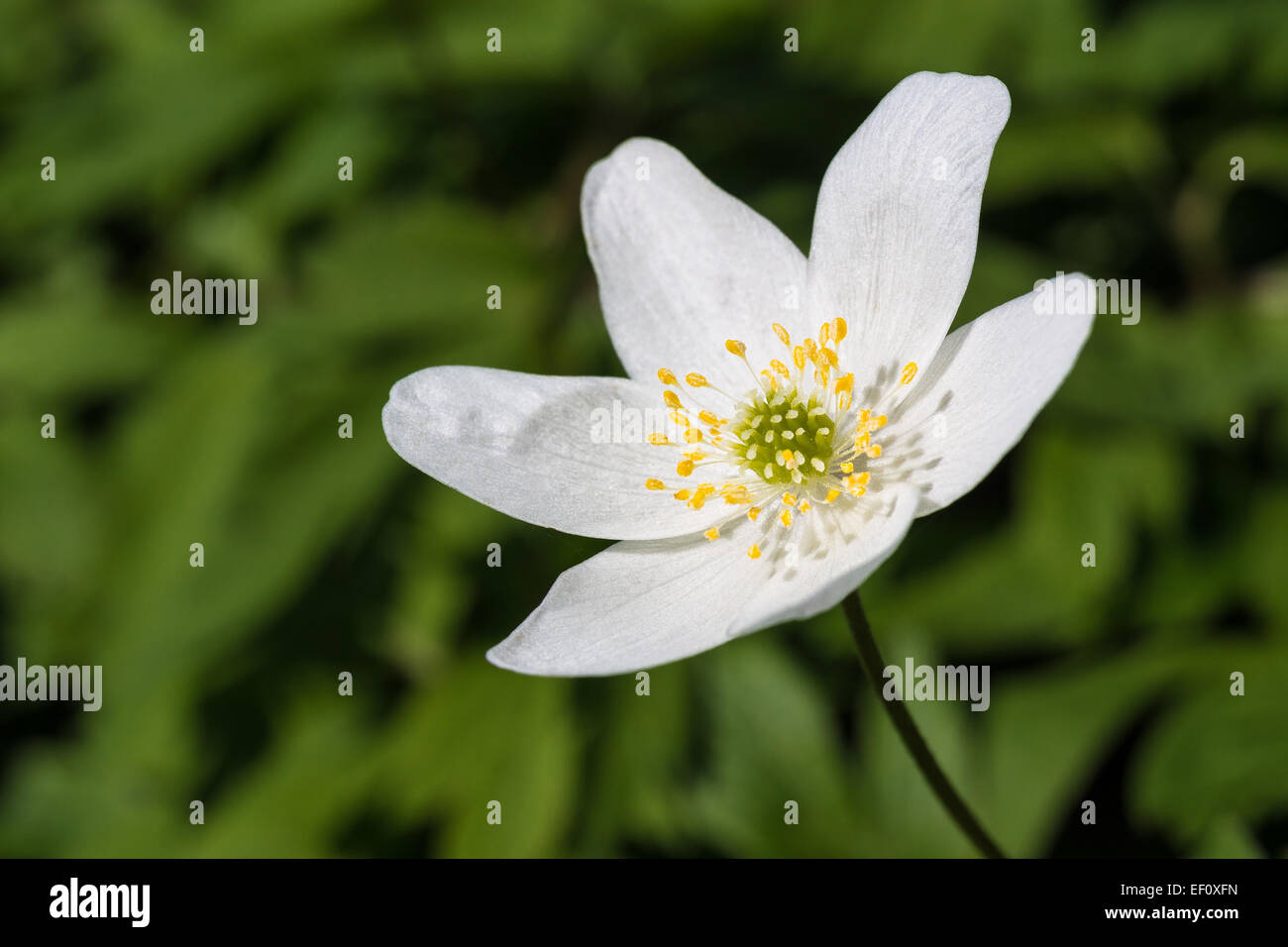 Eine Anemonenblume im Wald. Stockfoto