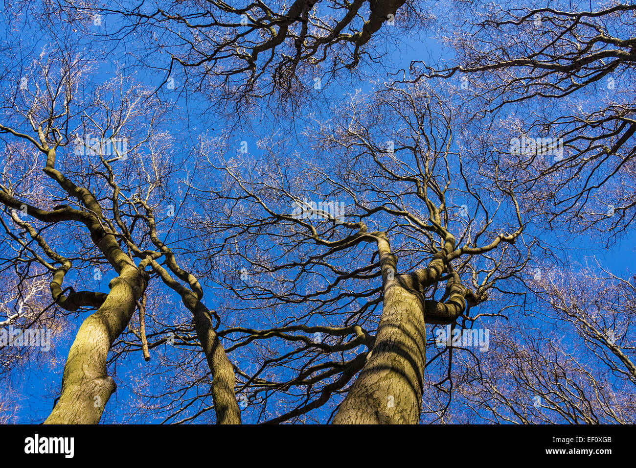 Baumkronen im Wald. Stockfoto