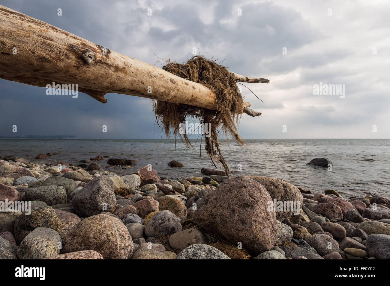 Stamm am Ufer der Ostsee. Stockfoto
