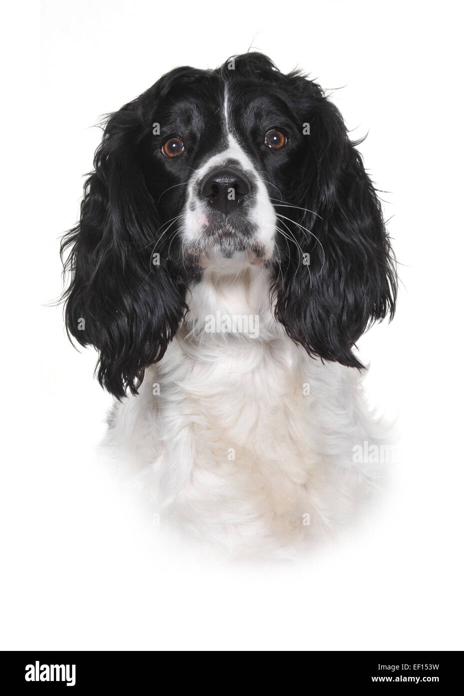 Studioaufnahme von einem jungen Stammbaum Springer Spaniel. Stockfoto