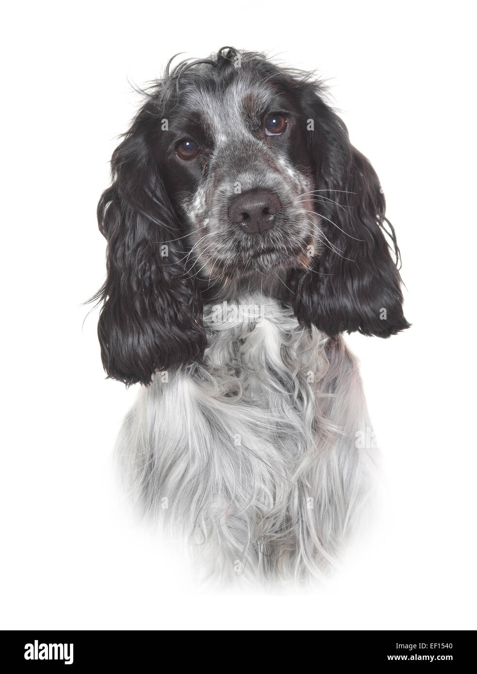 Studioaufnahme von einem jungen Stammbaum Cocker Spaniel. Stockfoto