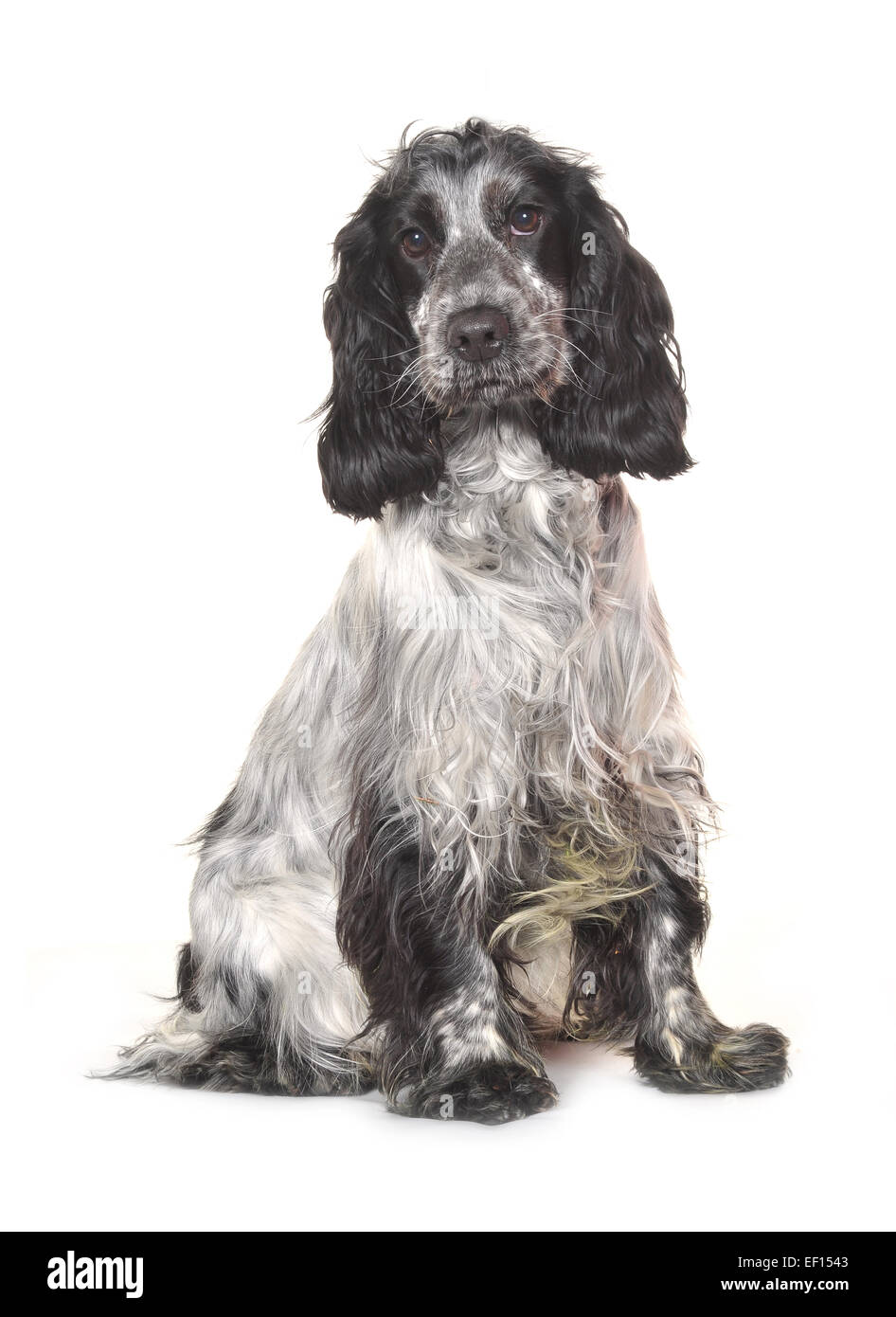 Studioaufnahme von einem jungen Stammbaum Cocker Spaniel. Stockfoto