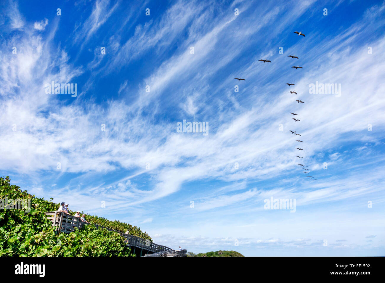 Riviera Beach Florida, North Palm Beach, John D. MacArthur Beach State Park, Promenade, braune Pelikane in Flugformation V-förmig, FL141120040 Stockfoto