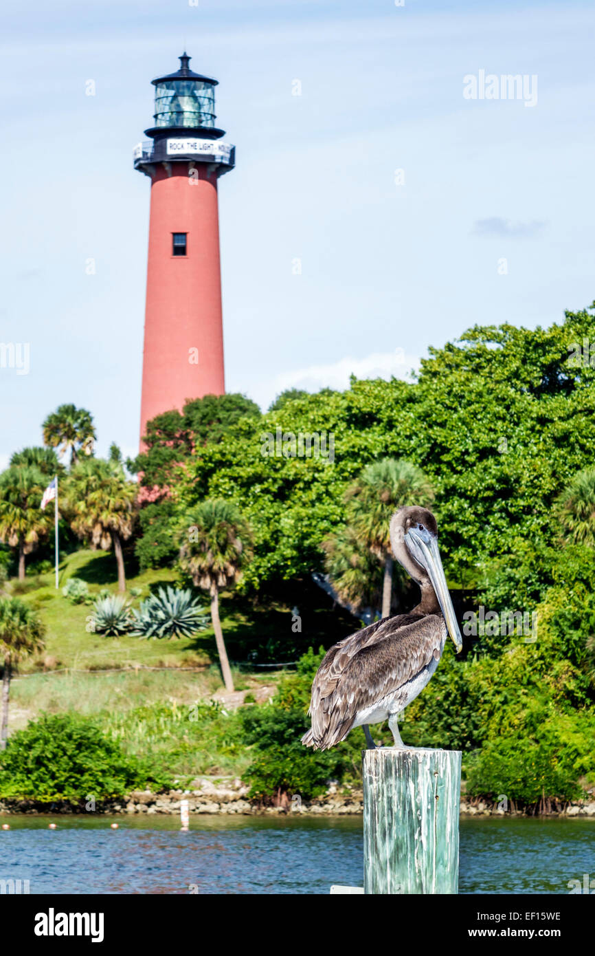 Florida Jupiter, Jupiter Inlet Light, Leuchtturm, Loxahatchee River, brauner Pelikan, FL141120060 Stockfoto