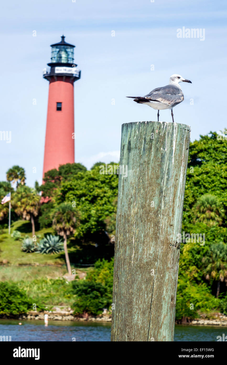 Florida Jupiter, Jupiter Inlet Water Light, Leuchtturm, Loxahatchee River Water, Möwenmöwen, Besucher reisen Reise Tour Tourismus Wahrzeichen Stockfoto