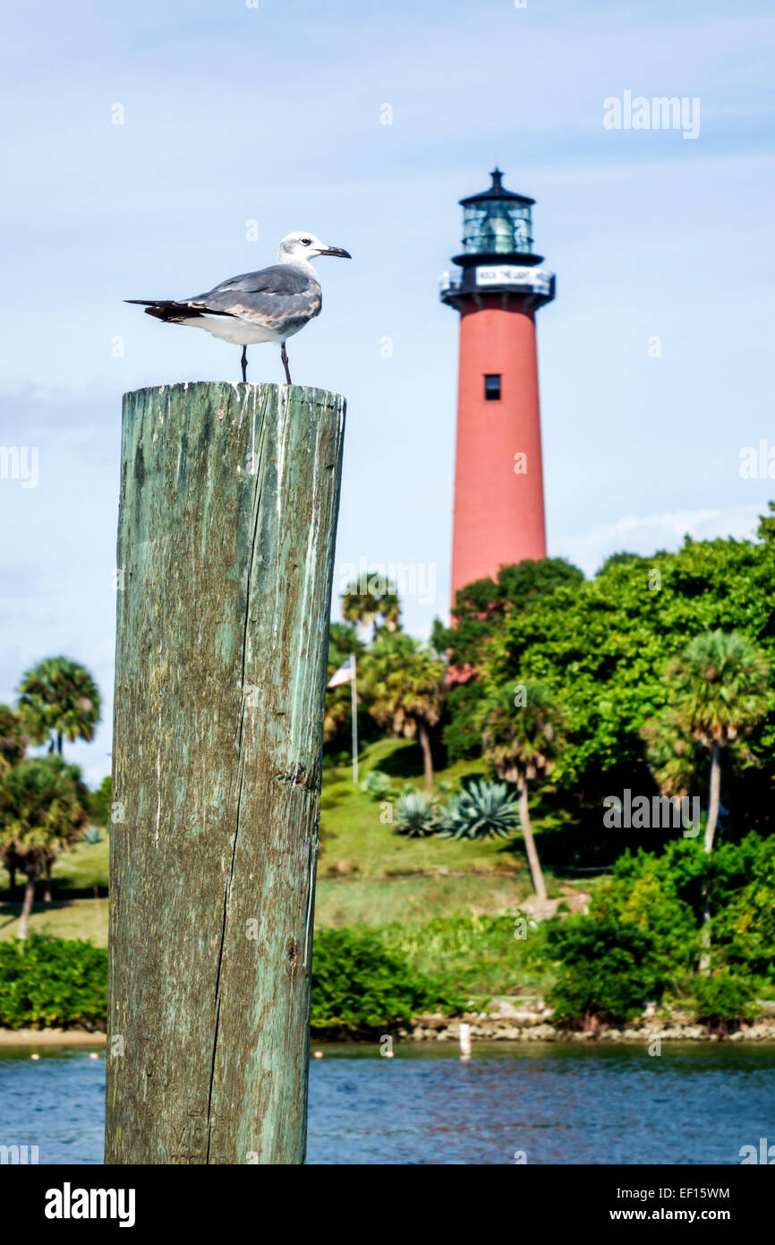 Florida Jupiter, Jupiter Inlet Light, Leuchtturm, Loxahatchee River, Möwe, FL141120063 Stockfoto