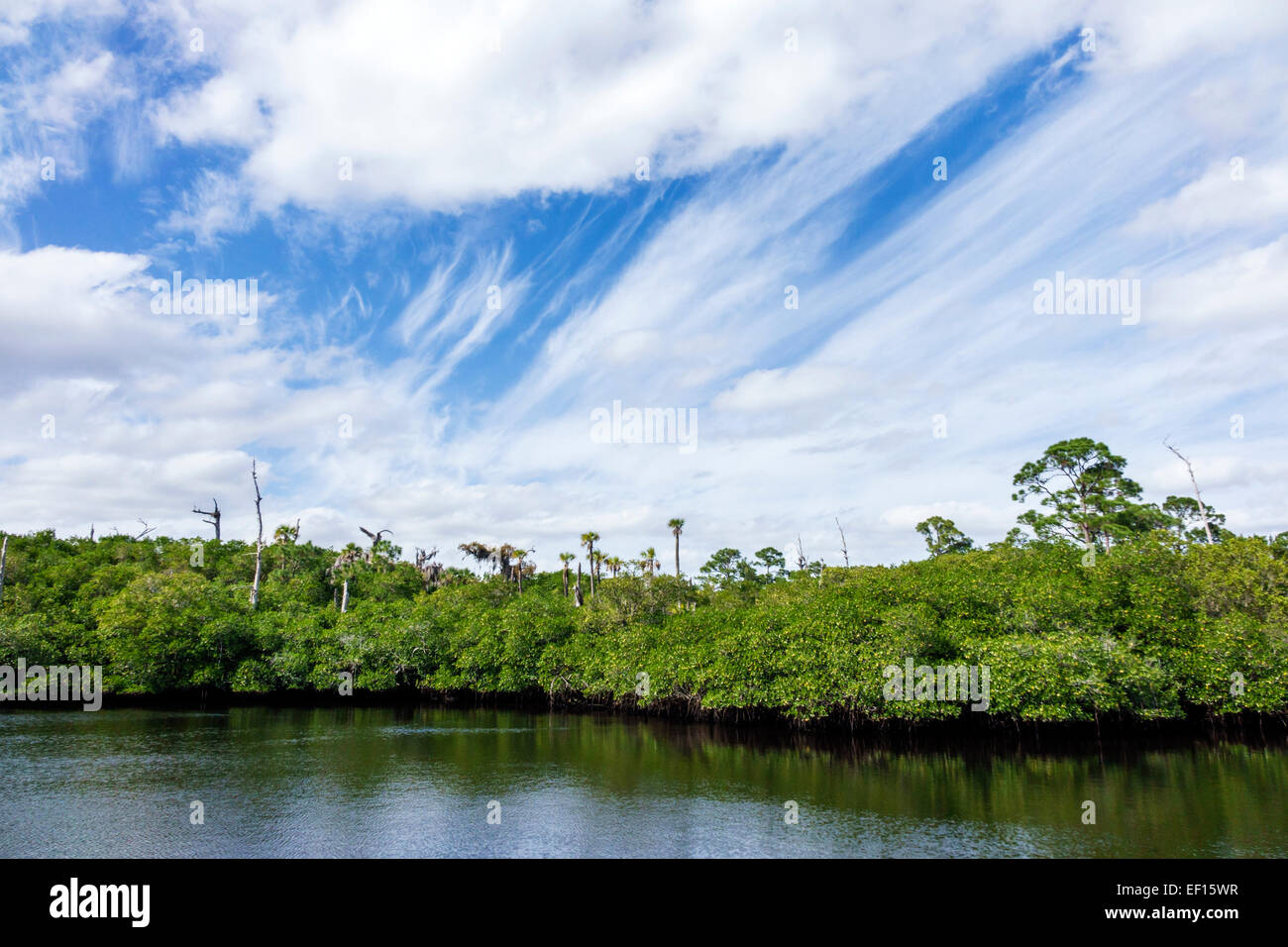Hobe Sound Florida, Tequesta, Jonathan Dickinson State Park, Mangroven, Loxahatchee River, Natur, Wasser, natürliche Landschaft, FL141120065 Stockfoto