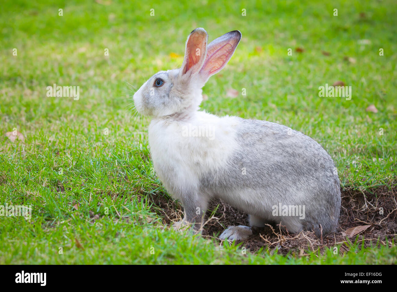 Graue und weiße Kaninchen sitzen auf grünen Rasen und gräbt ein Loch Stockfoto