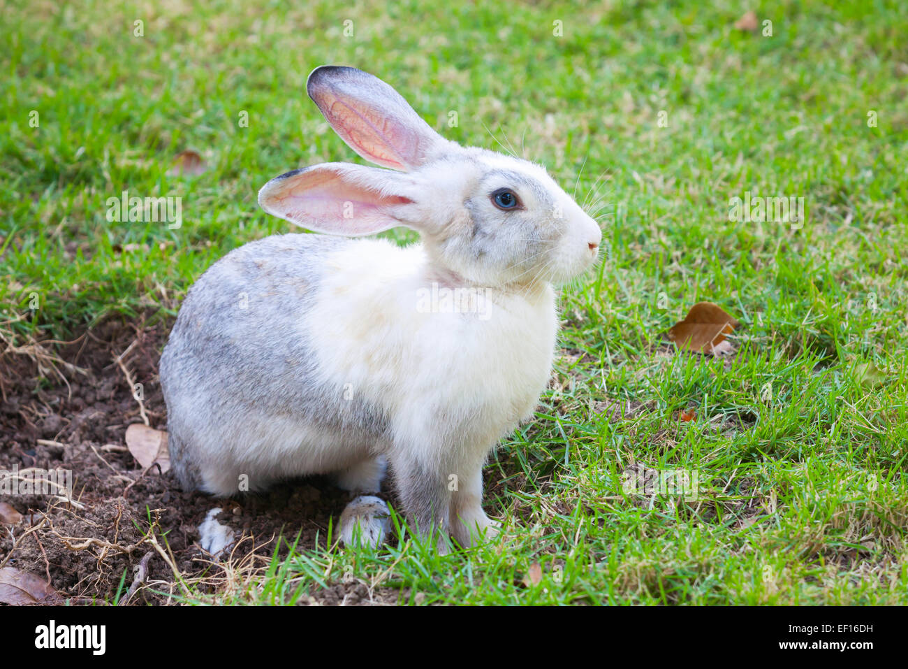 Graue und weiße Kaninchen sitzen auf grünen Rasen Wiese Stockfoto