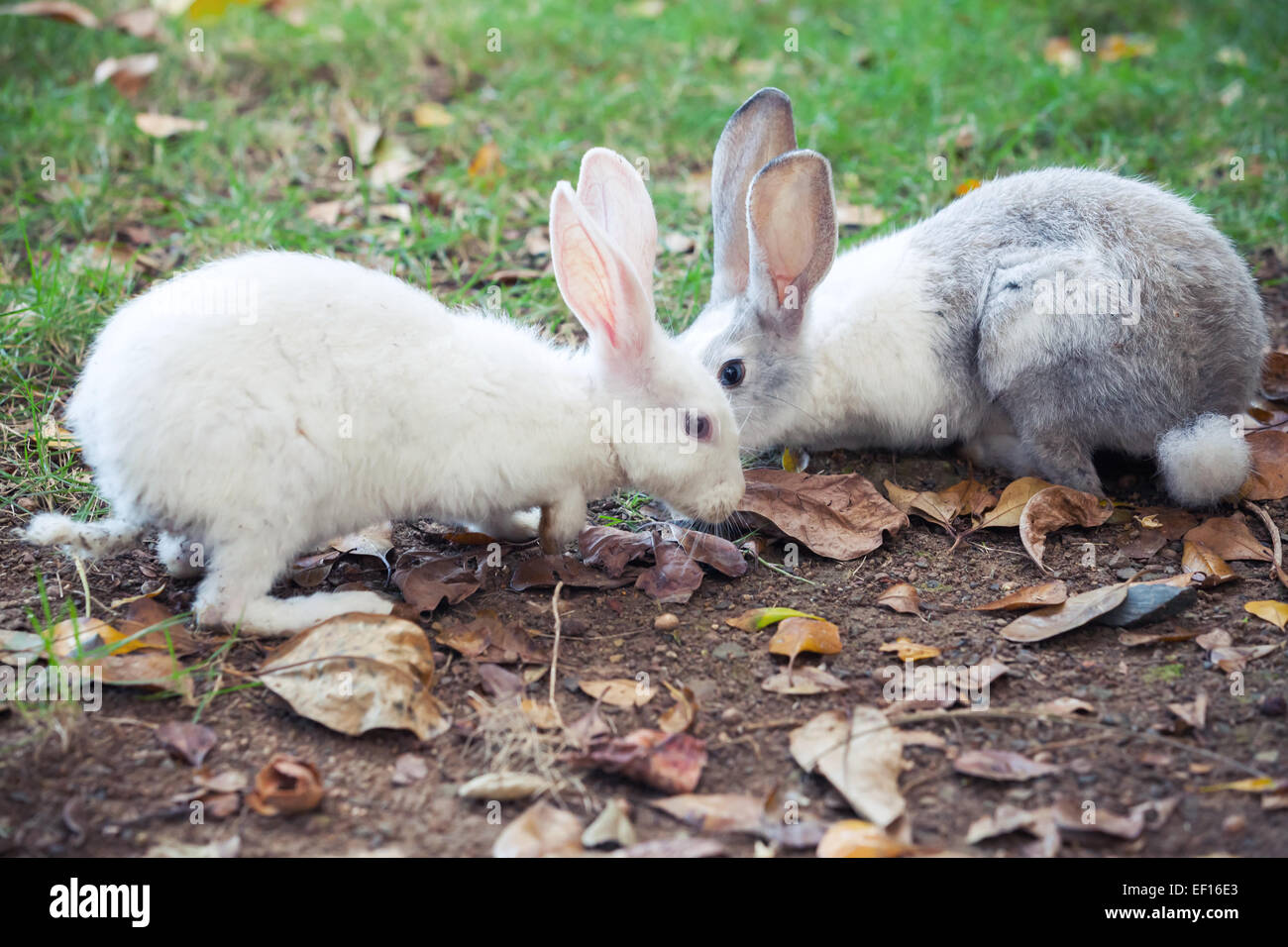Graue und weiße Kaninchen sitzen auf dem grünen Rasen Stockfoto