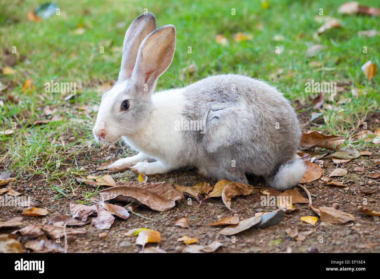 Graue und weiße Kaninchen sitzen auf dem grünen Rasen Stockfoto