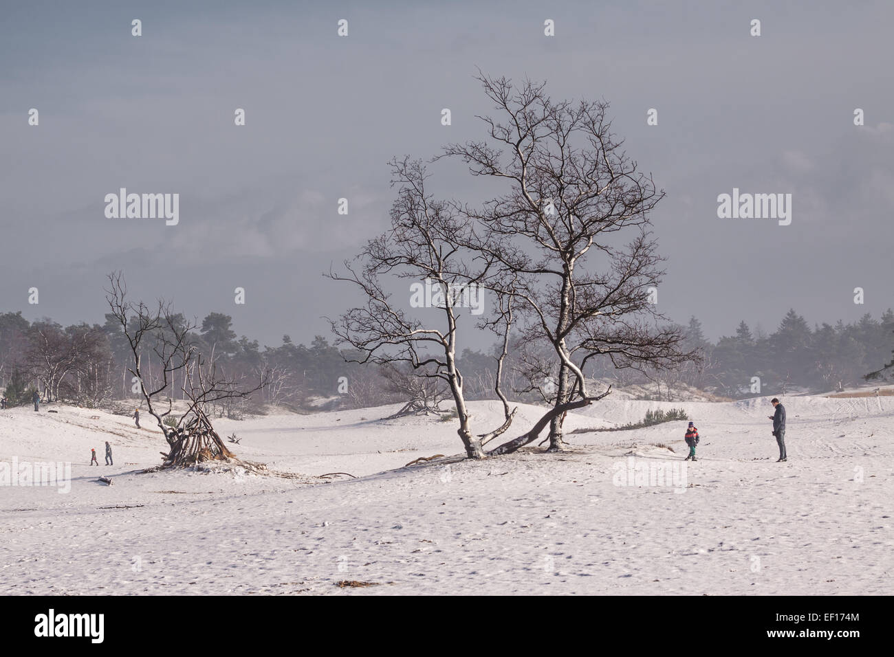 Winterlandschaft am Nationalpark De Loonse und Drunense Duinen in den Niederlanden Stockfoto