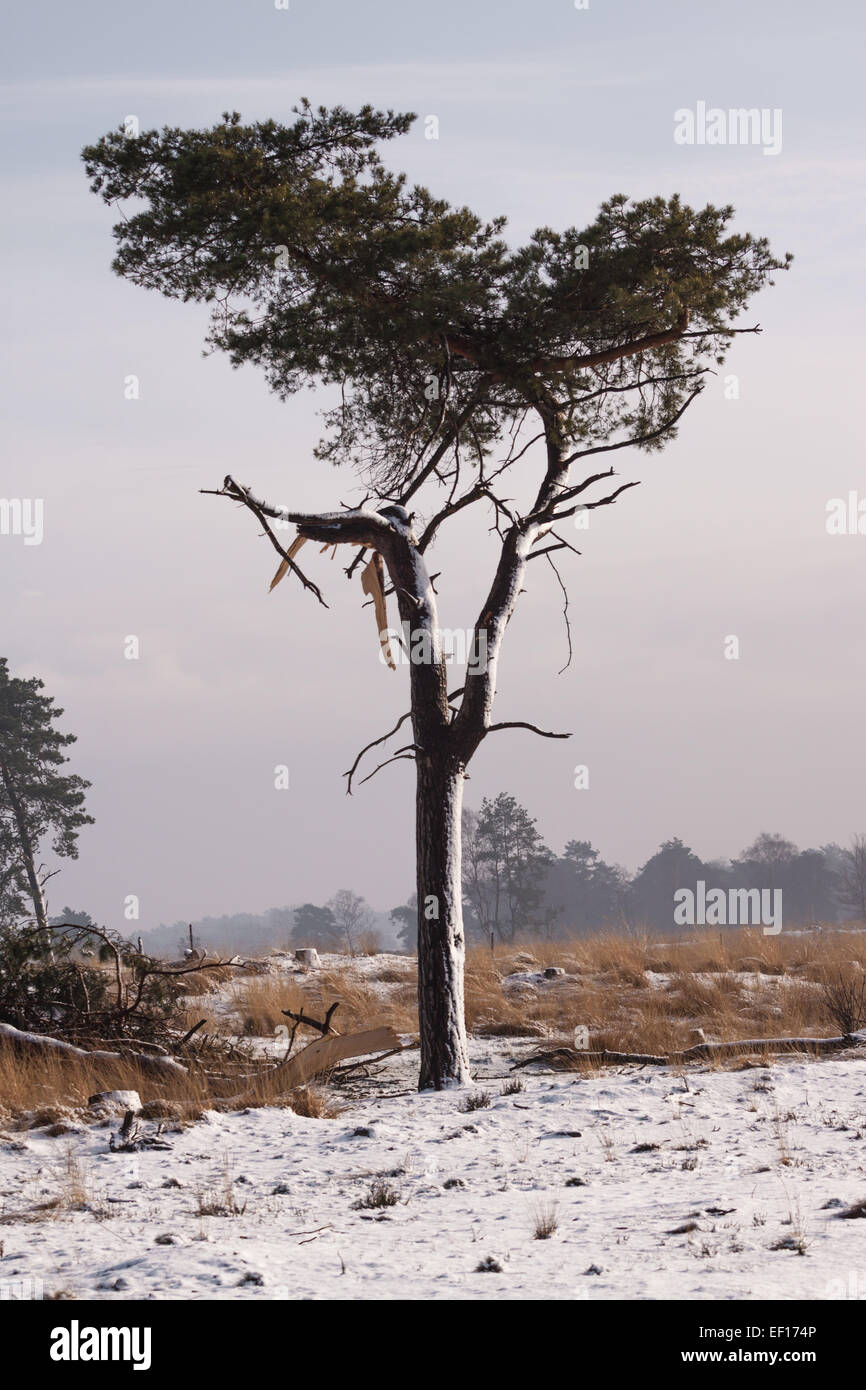 Winterlandschaft am Nationalpark De Loonse und Drunense Duinen in den Niederlanden Stockfoto