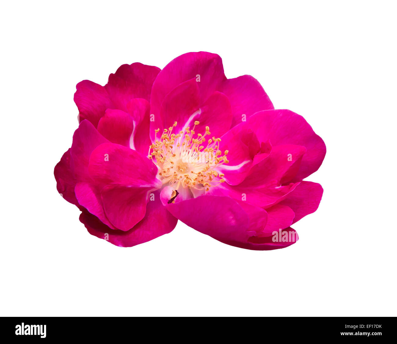 Leuchtende rosa Heckenrose Makro Nahaufnahme isoliert auf weiss Stockfoto