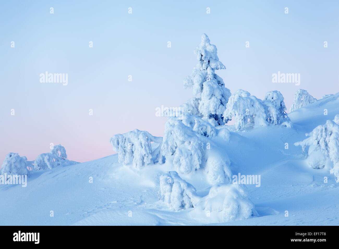 Weißer Winter in Schwedisch Lappland Stockfoto