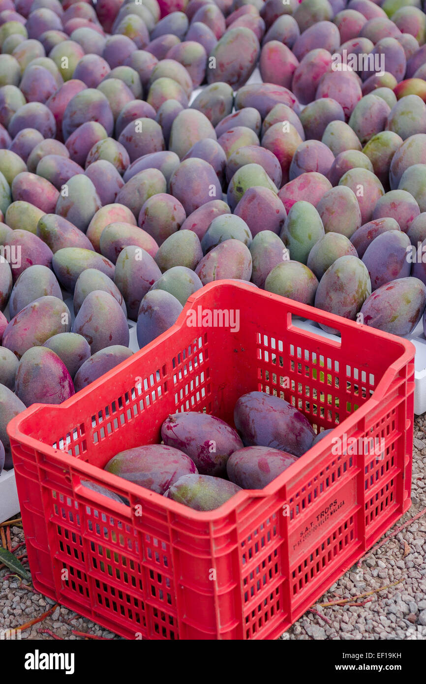 Landwirtschaft leben. Mangos ernten. Metapher für Reichtum und Erfolg. Stockfoto