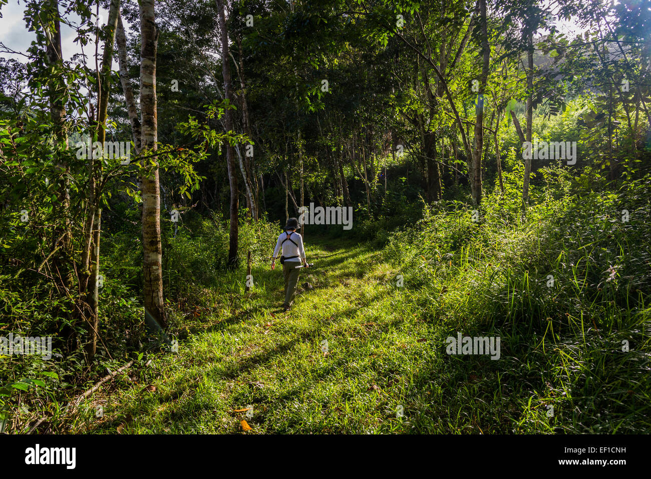 Eine weibliche Wanderer zu Fuß auf Weg durch üppige grüne Dschungel von Belize, Mittelamerika. Stockfoto