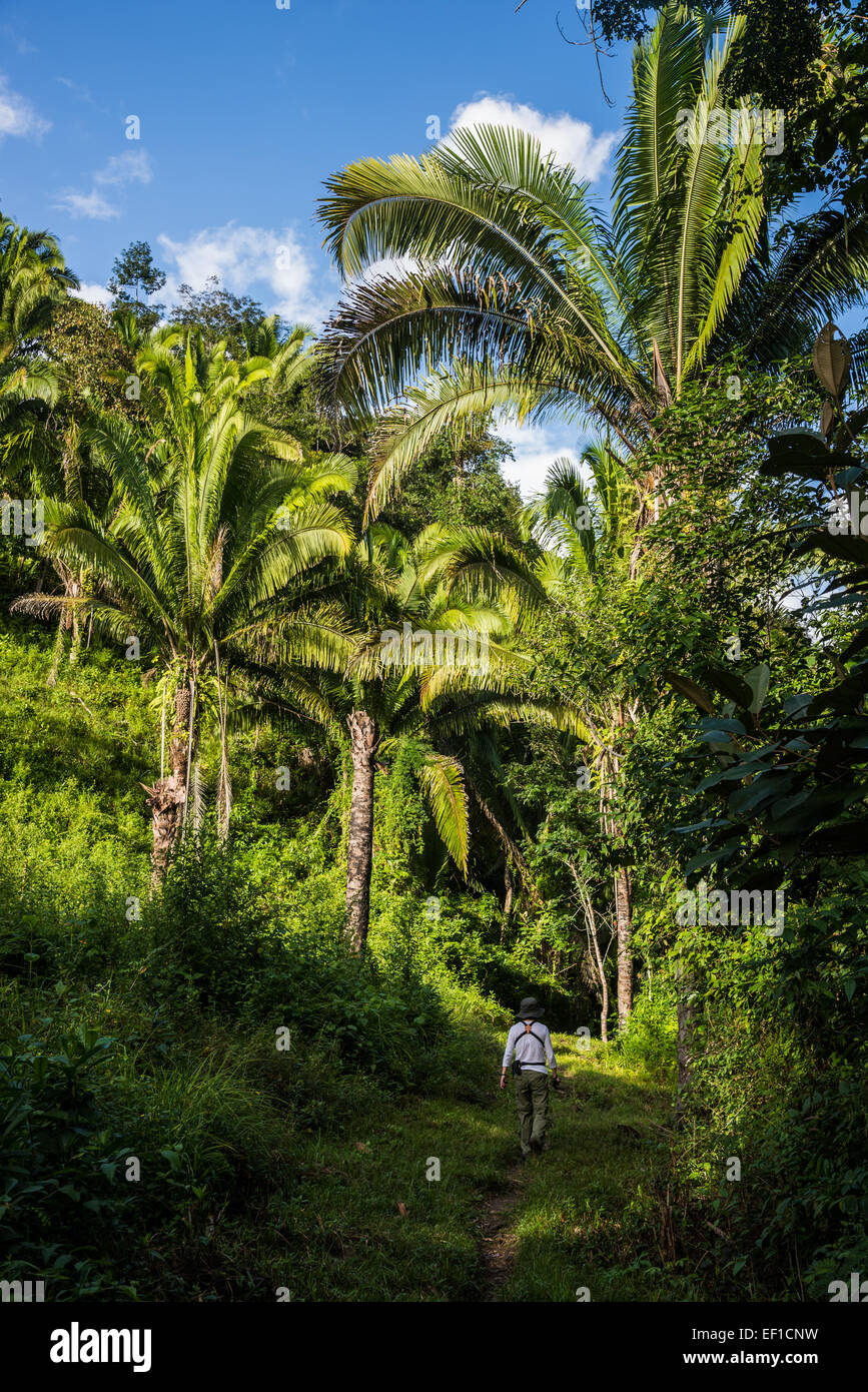 Eine weibliche Wanderer zu Fuß unterwegs durch Lust grünen Regenwald. Belize, Mittelamerika. Stockfoto