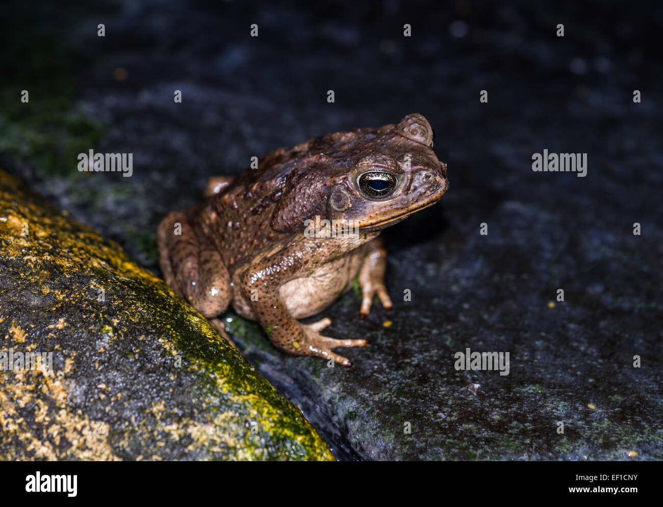 Eine Marine Kröte (Schädlingsbekämpfer Marina) auf einem Felsen. Belize, Mittelamerika. Stockfoto