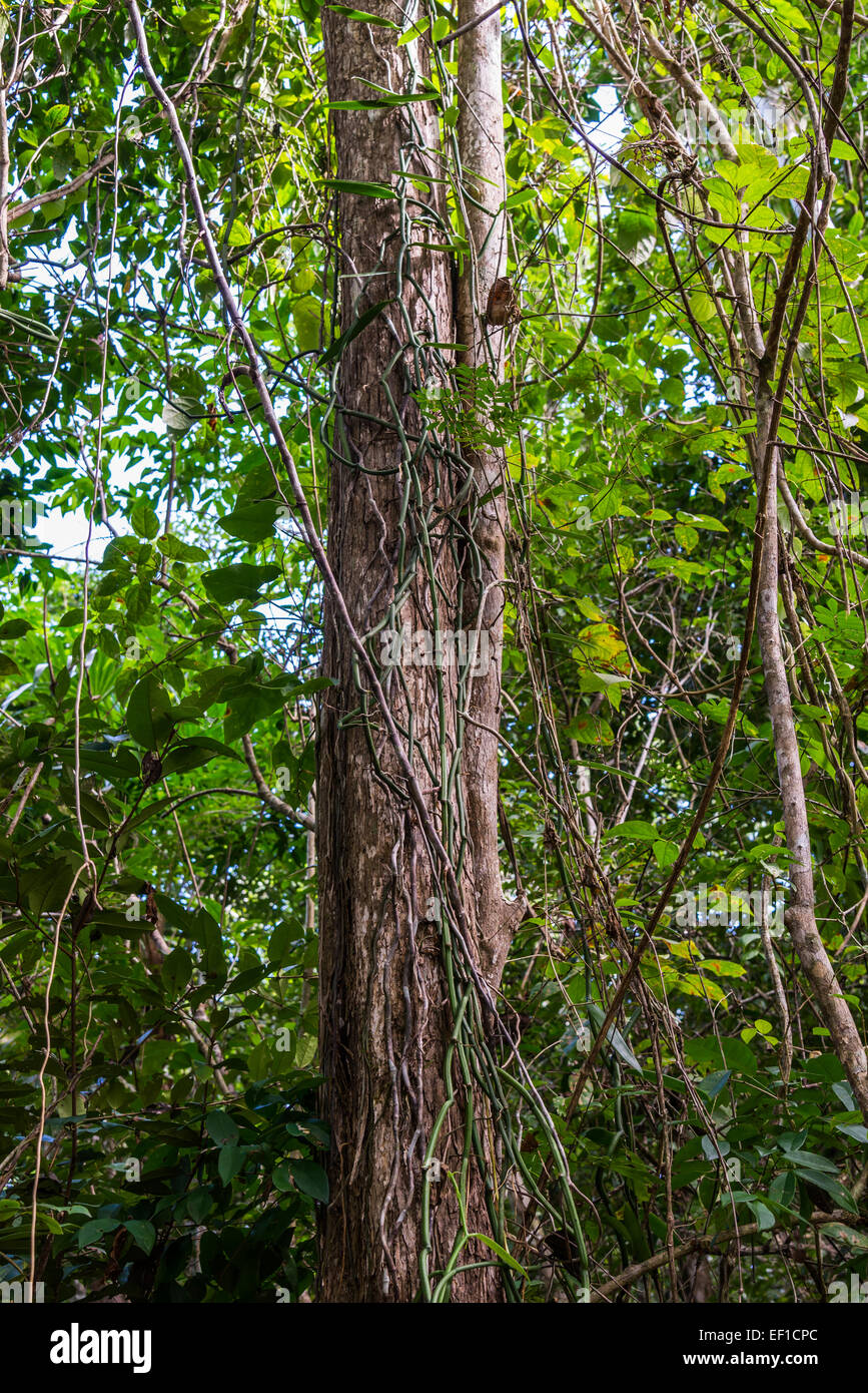 Vanille Orchideen auf Baumstamm klettern. Belize, Mittelamerika. Stockfoto