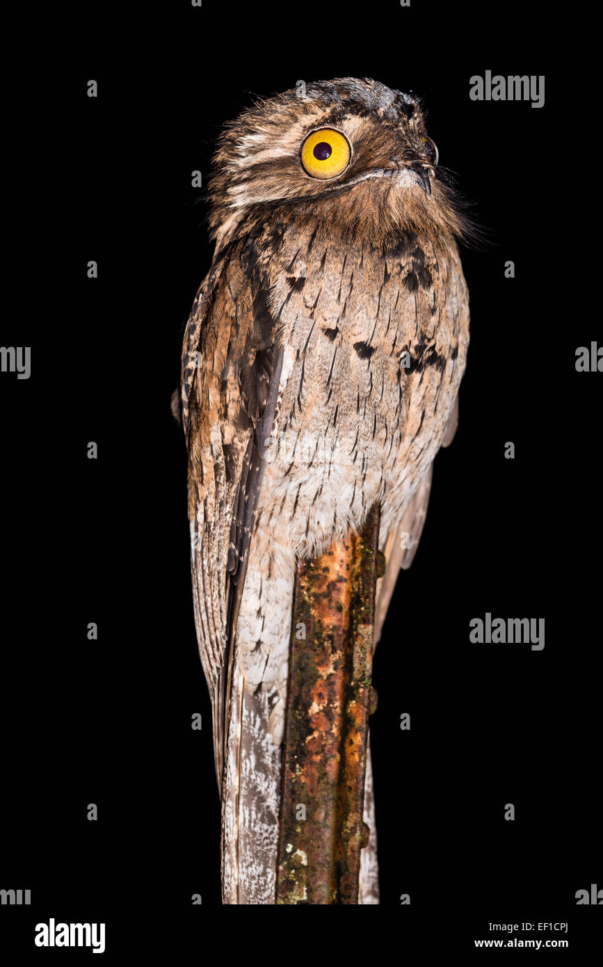 Nördlichen aber (Nyctibius Jamaicensis) in der Nacht. Belize, Mittelamerika. Stockfoto