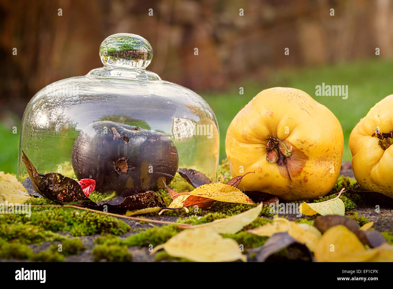 Herbst im freien Stillleben mit Quitte, schwarzen Apfel und Blätter Stockfoto