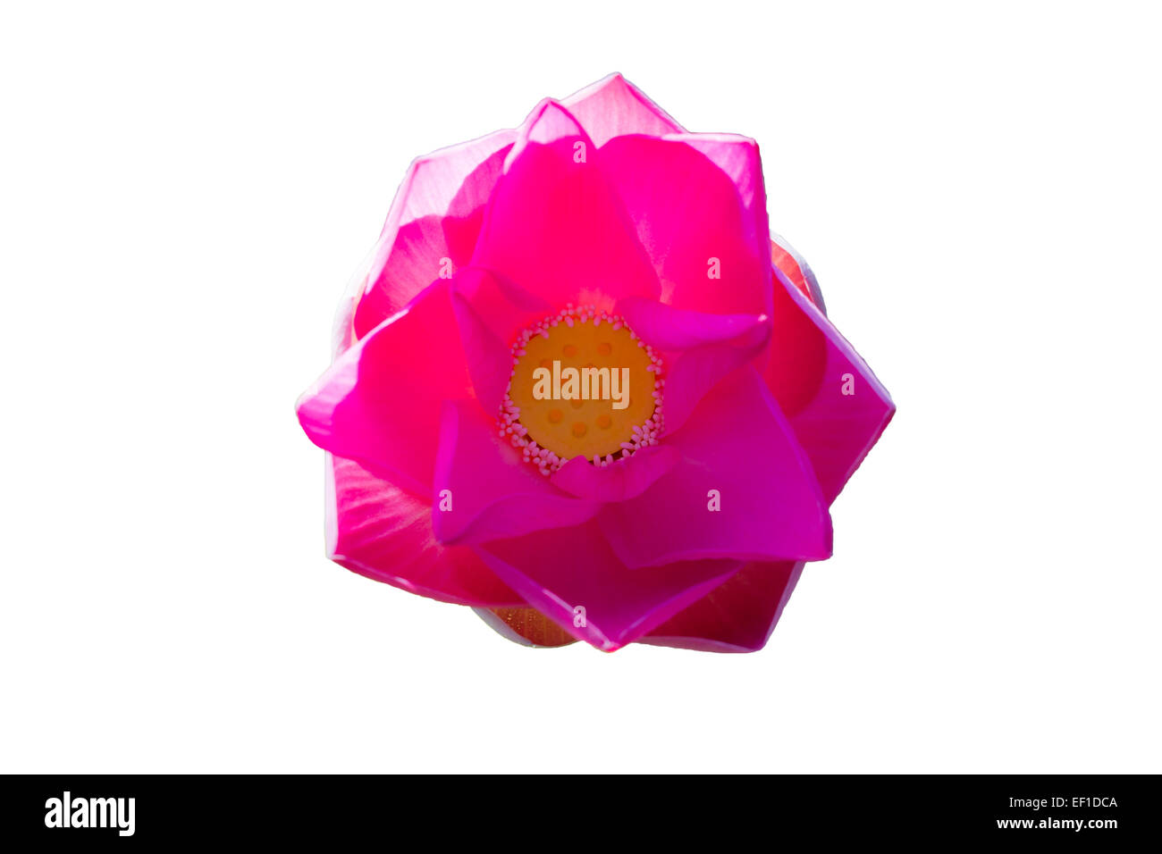 Schöne Lotus (einzigen Lotusblüte isoliert auf weißem Hintergrund) Stockfoto