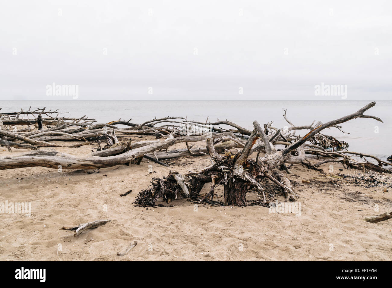 Bäume gefällt während heftige Stürme säumen den Strand am Kap Kolka, Lettland Stockfoto