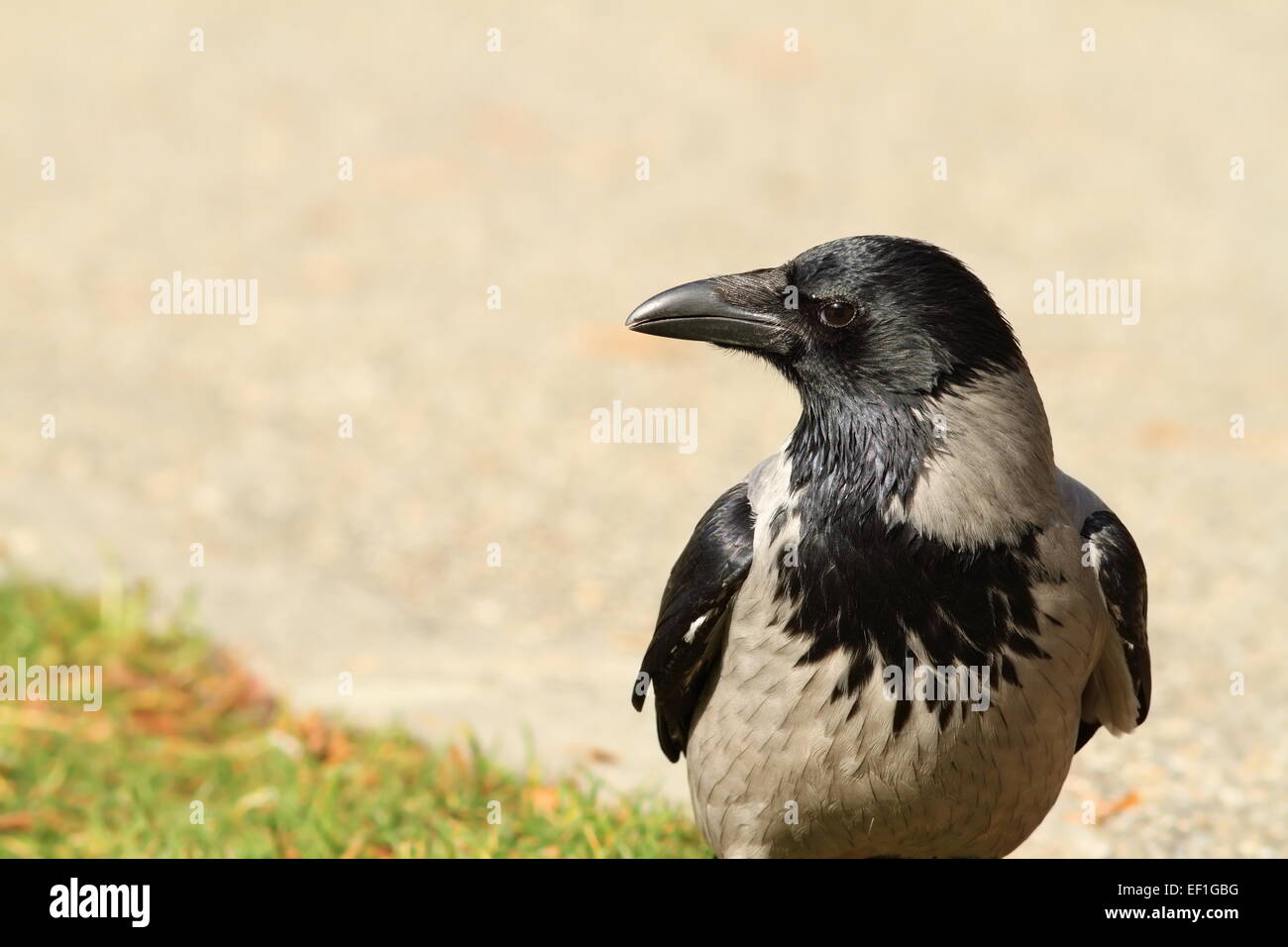 mit Kapuze Krähe auf einem Park-Gasse, Nahaufnahme (Corvus Cornix) Stockfoto