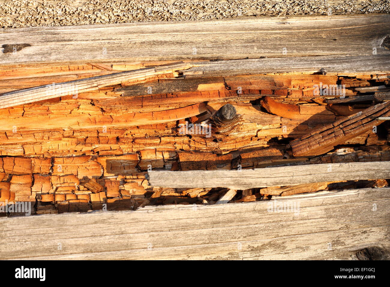 verrotten Sie auf abgestorbenem Holz, natürliche Textur Detail auf Fichte Stamm Stockfoto