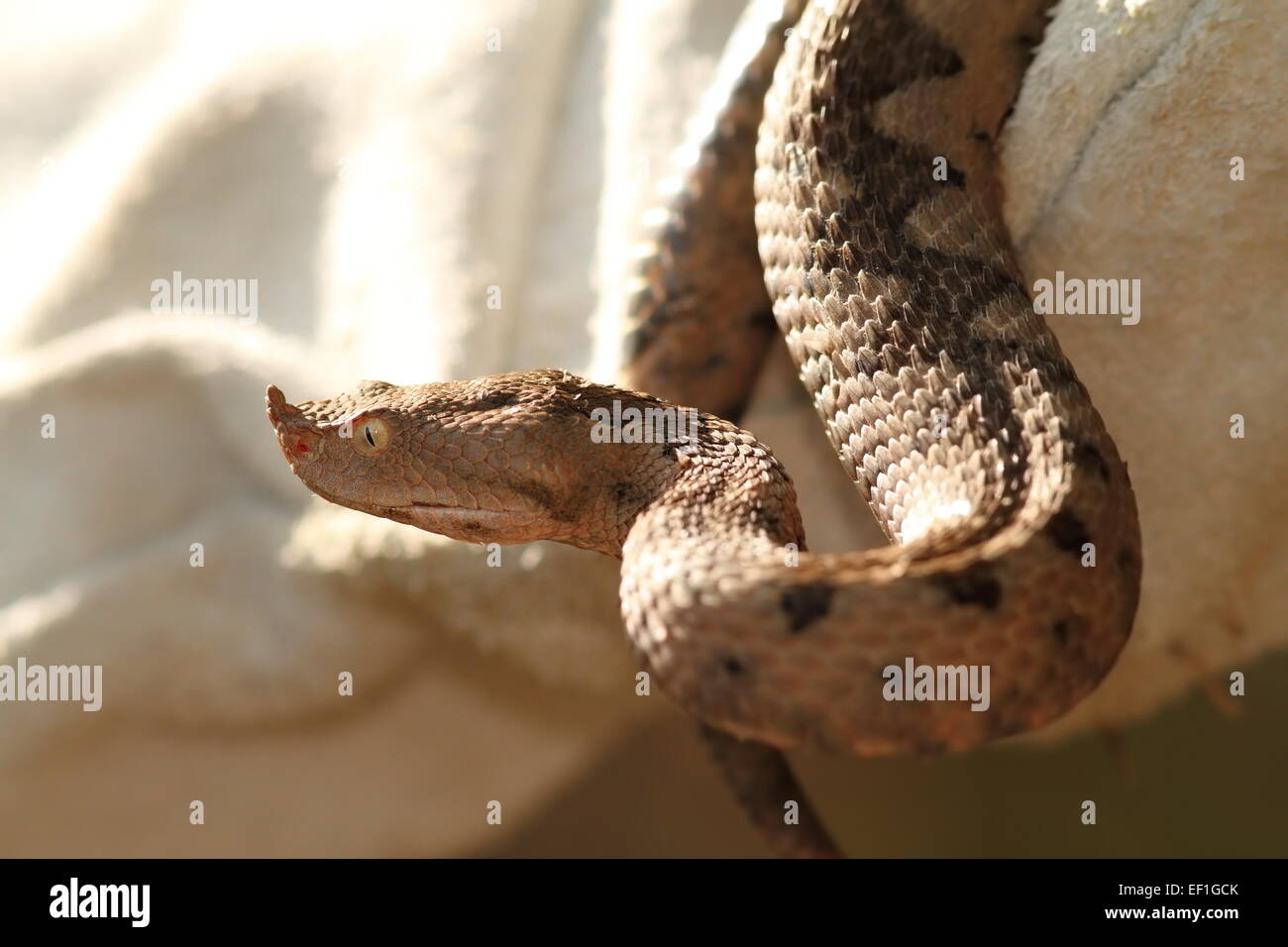 Sand Viper in Leder-Handschuh (Vipera Ammodytes) Stockfoto