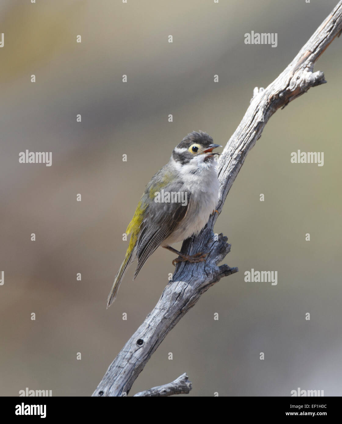 Unter der Leitung von Brown Honigfresser (Melithreptus Brevirostris), Leimbeckens, South Australia, SA, Australien Stockfoto