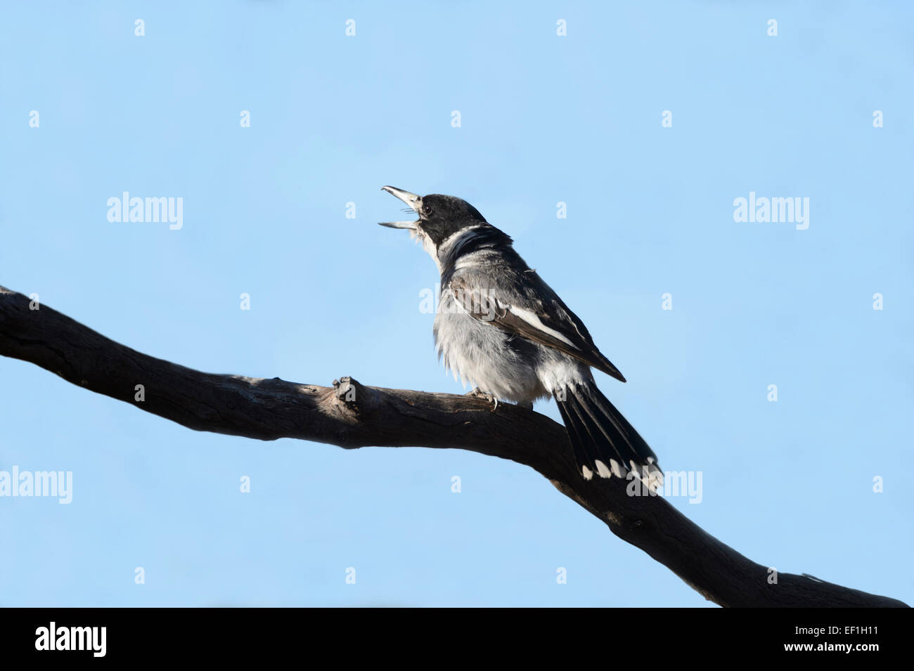 Graue Butcherbird (Cracticus Manlius), Leimbeckens, South Australia, SA, Australien Stockfoto