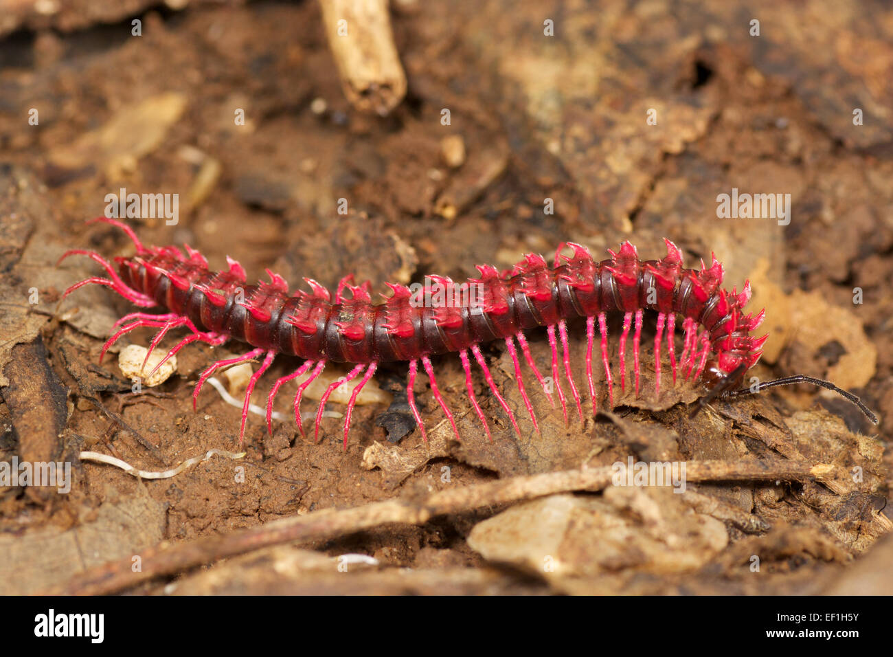 DIE SCHOCKIERENDE ROSA DRACHEN TAUSENDFÜßLER, DESMOXYTES PURPUROSEA. Stockfoto